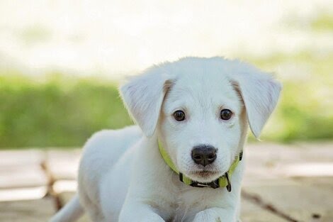 Por qué se celebra el Día Nacional del Perro cada 2 de junio