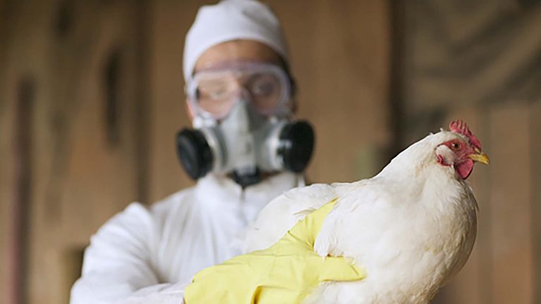 Recomendaciones por la circulación de influenza aviar en la región