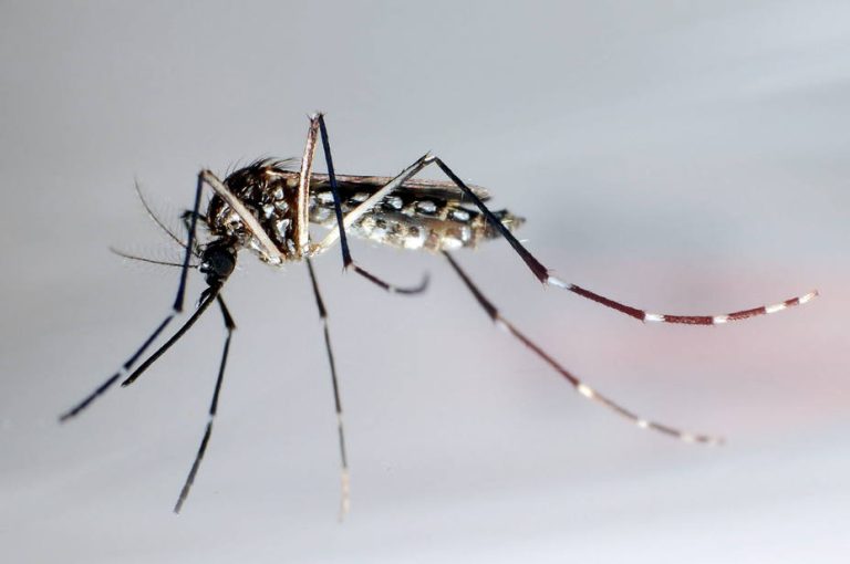 La Secretaría de Salud y la Subsecretaría de Gestión Ambiental continúan con las tareas de prevención del Dengue