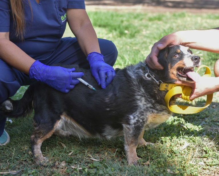Refuerzo de vacunación antirrábica para perros y gatos