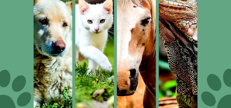 29 de Abril: “Cuidado y respeto por los animales en su día, y siempre”