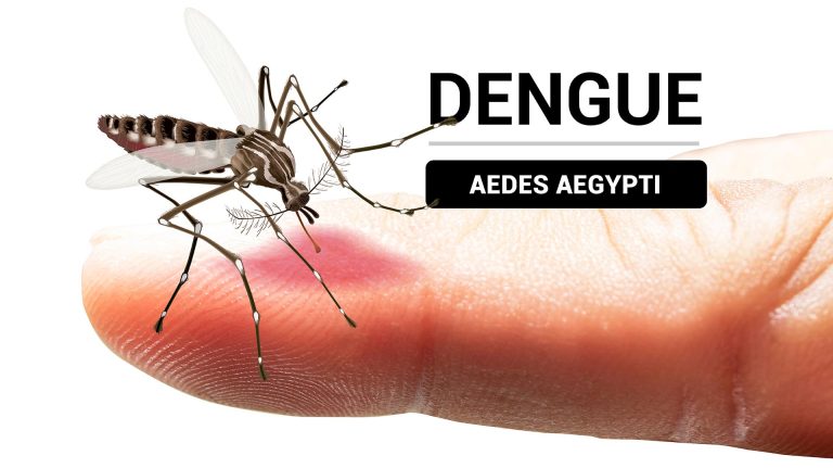Medidas sobre la prevención del Dengue